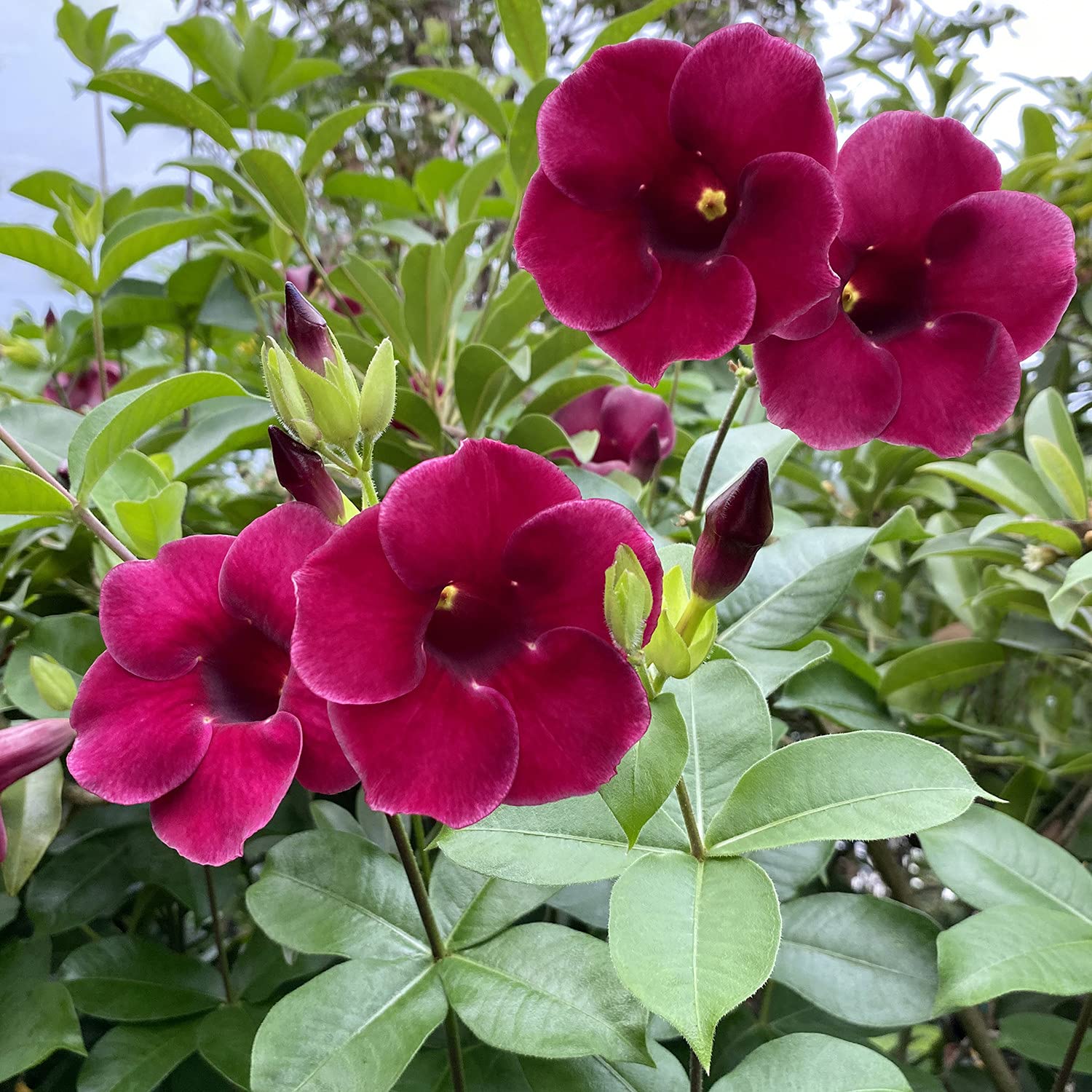 Allamanda Flower - Maroon - Flower Plant