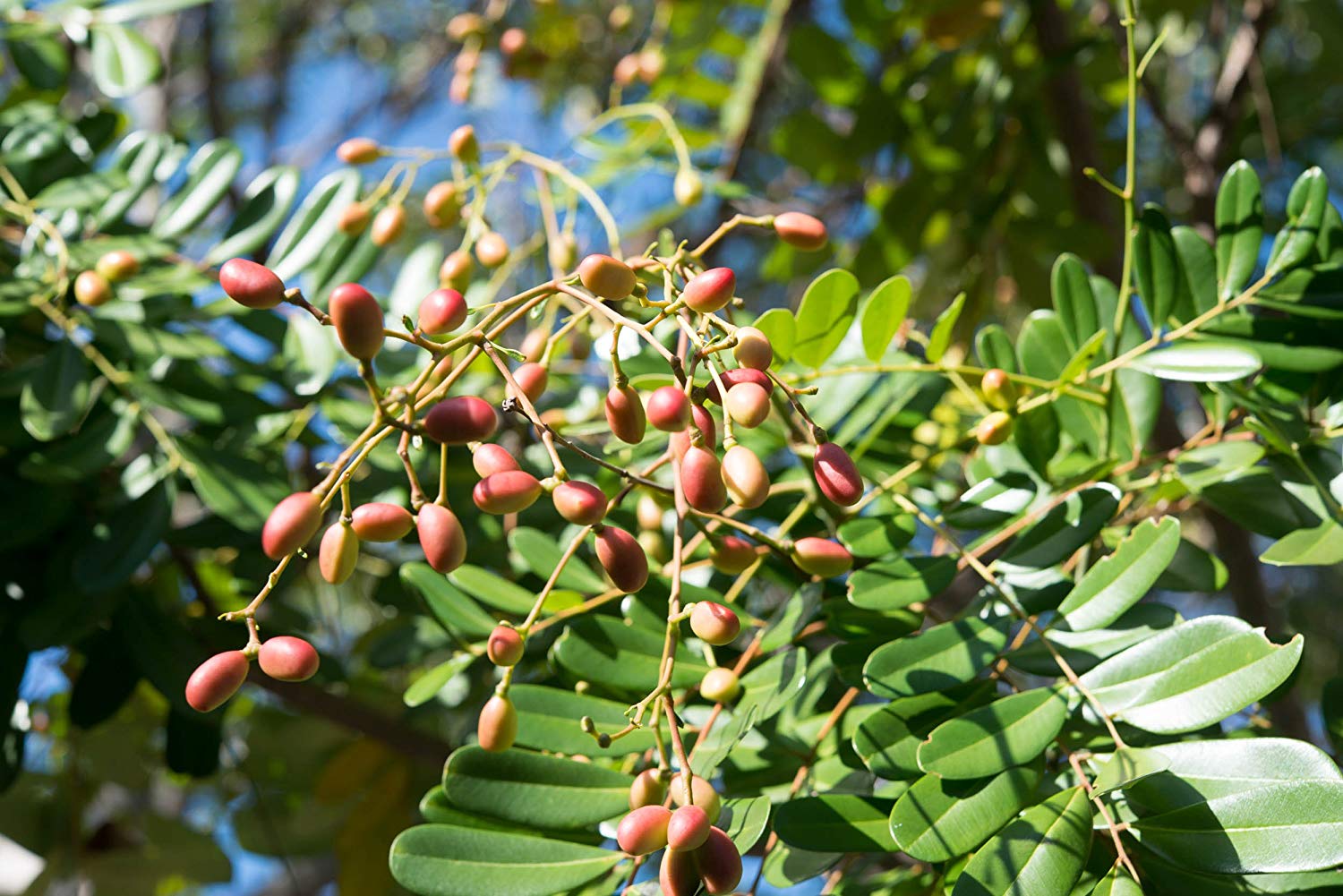 Lakshmi Tharu ( Simarouba glauca ) Medicinal Plant