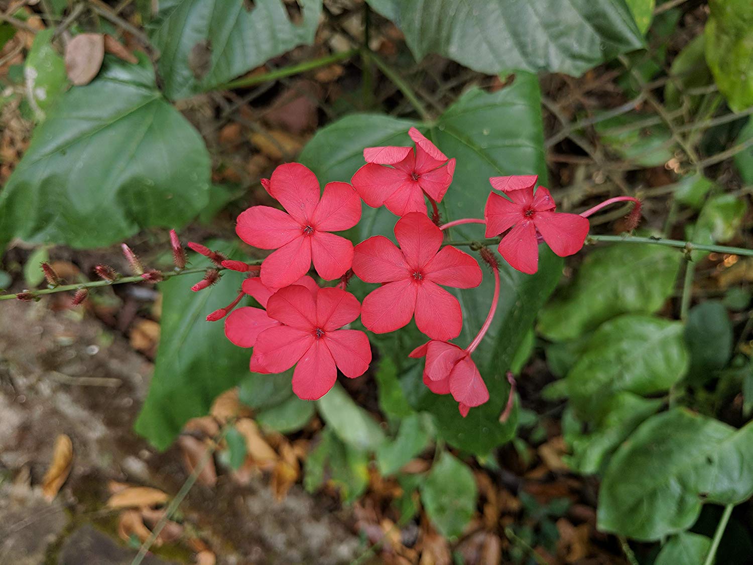 Chethi Koduveli ( Plumbago indica ) Medicinal Plant