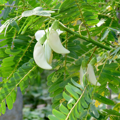 Agati ( Sesbania Grandiflora ) Medicinal Plant