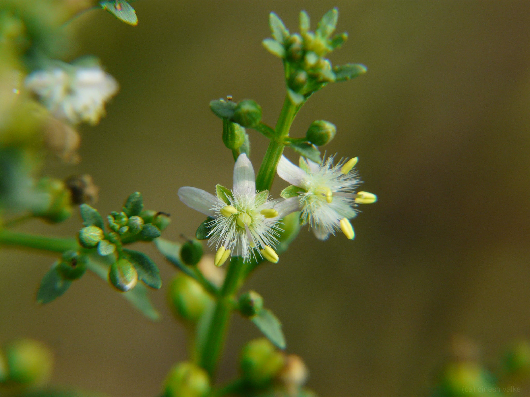 Kallurukki ( Scoparia dulcis ) Medicinal Plant