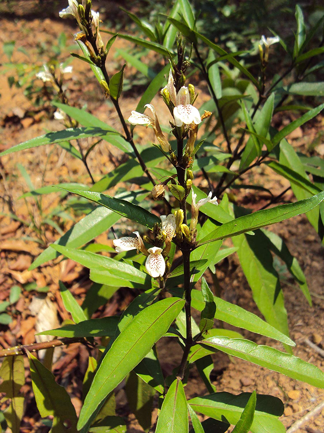 Ayyapana ( Ayapana triplinervis ) Medicinal Plant