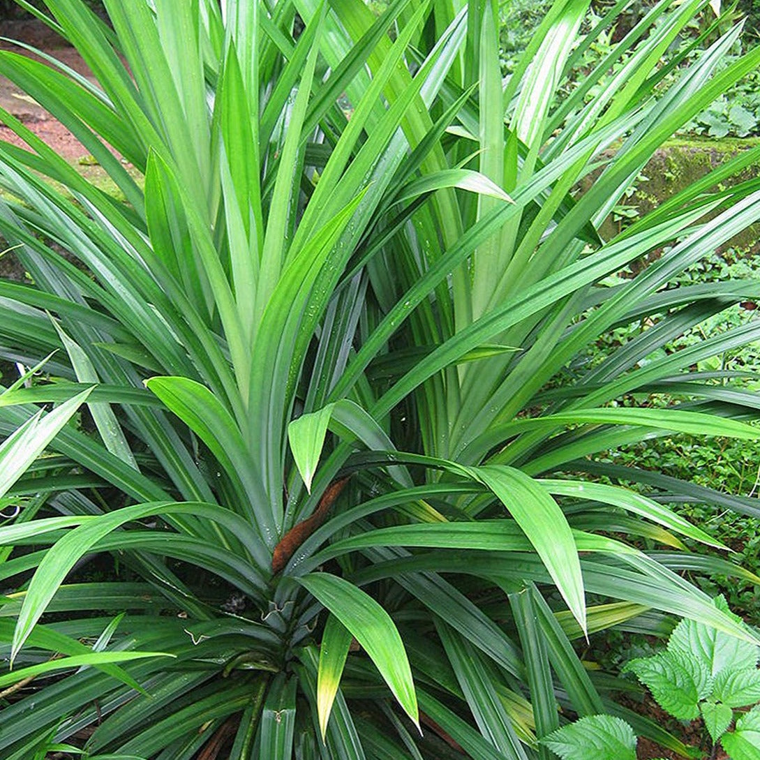 Rambha Cheera ( Pandanus amaryllifolius ) Medicinal Plant