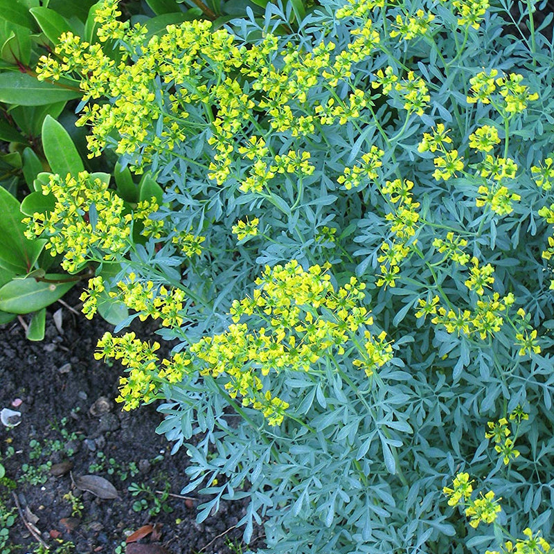 Arutha ( Ruta graveolens ) Medicinal Plant