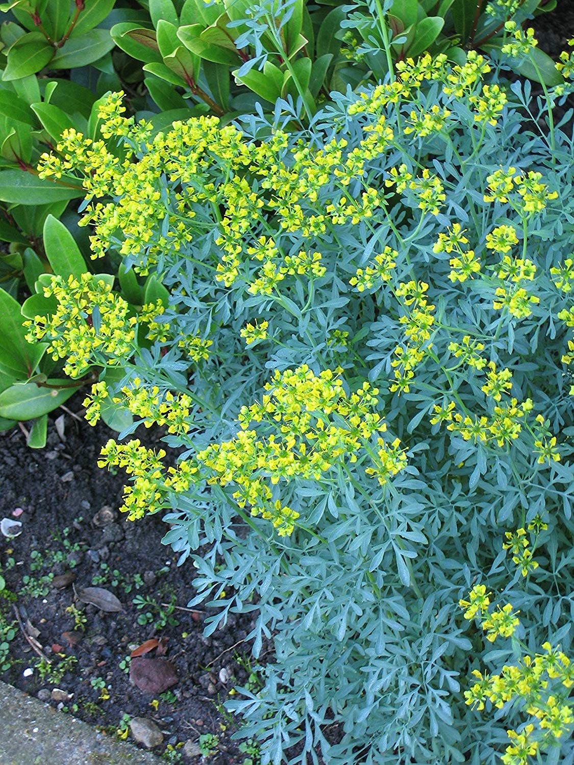 Arutha ( Ruta graveolens ) Medicinal Plant