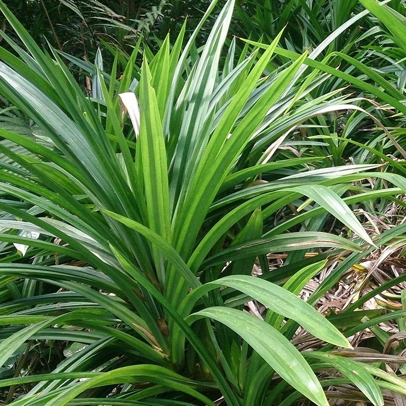 Rambha Cheera ( Pandanus amaryllifolius ) Medicinal Plant