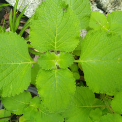 Iruveli ( Coleus zeylanicus ) Medicinal Plant