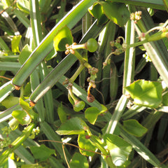 Asthi Samhara ( Cissus quadrangularis ) Medicinal Plant