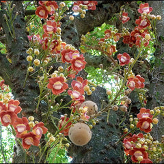 Nagalingam ( Couroupita guianensis ) Medicinal Plant