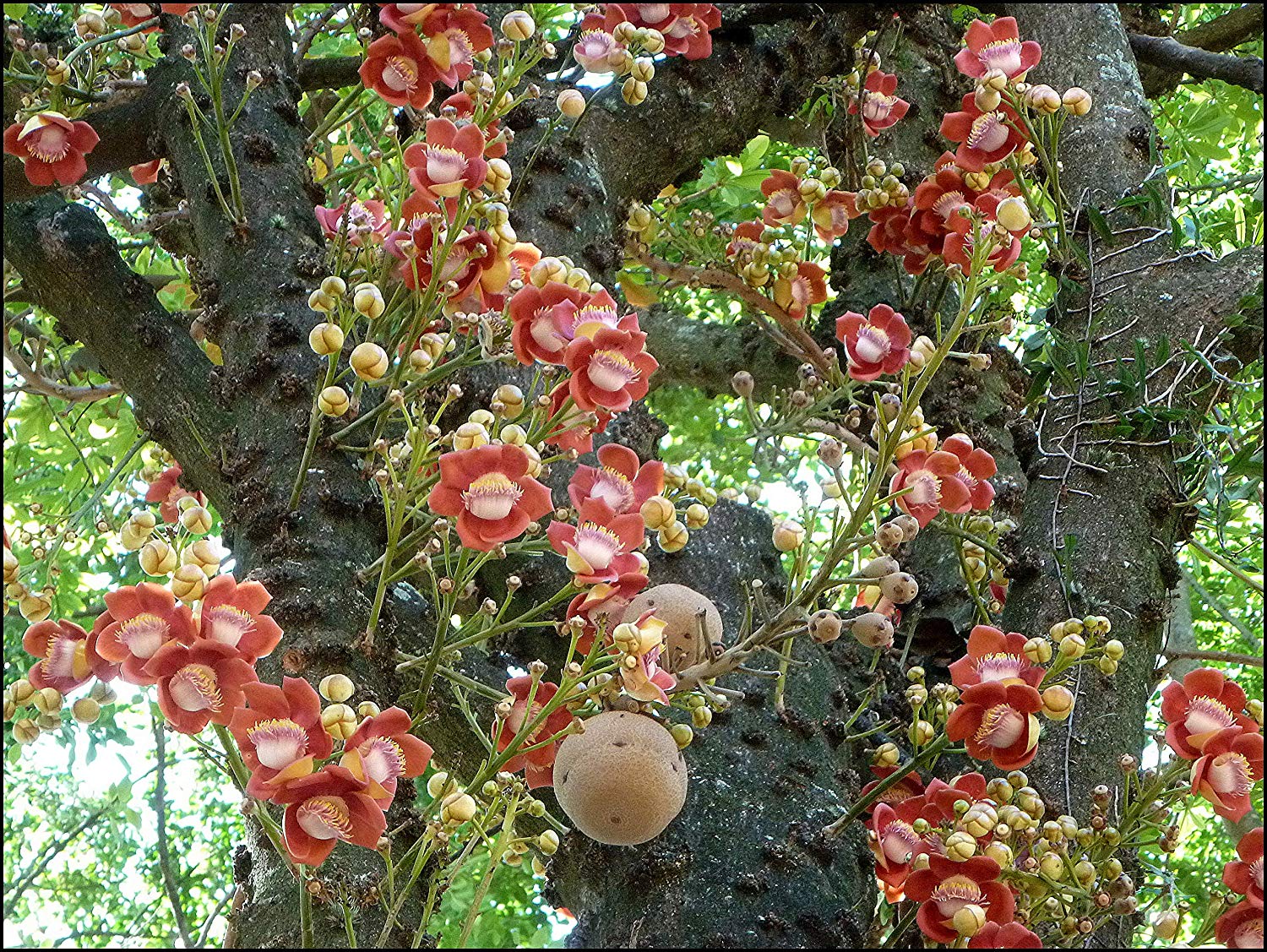 Nagalingam ( Couroupita guianensis ) Medicinal Plant