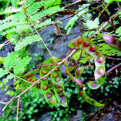Inja ( Acacia caesia ) Medicinal Plant