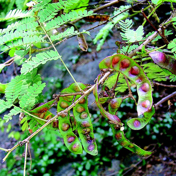 Inja ( Acacia caesia ) Medicinal Plant