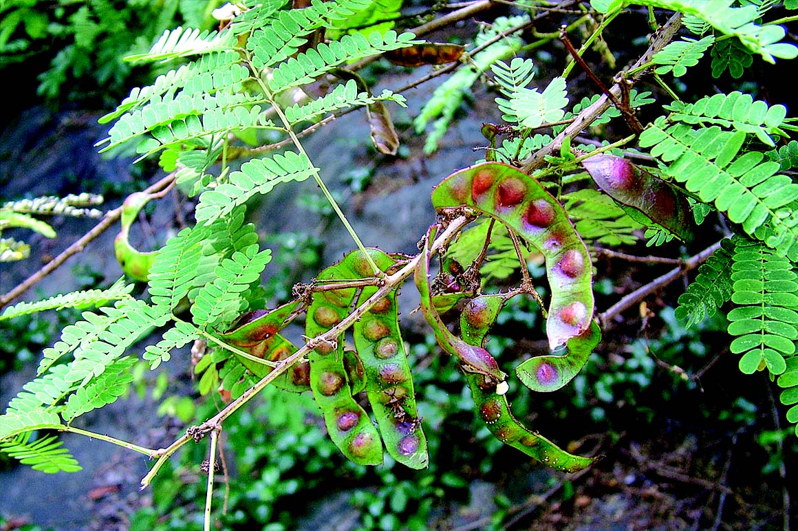 Inja ( Acacia caesia ) Medicinal Plant