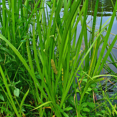 Vayambu ( Acorus calamus ) Medicinal Plant