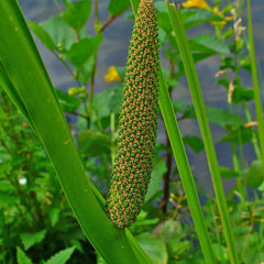 Vayambu ( Acorus calamus ) Medicinal Plant