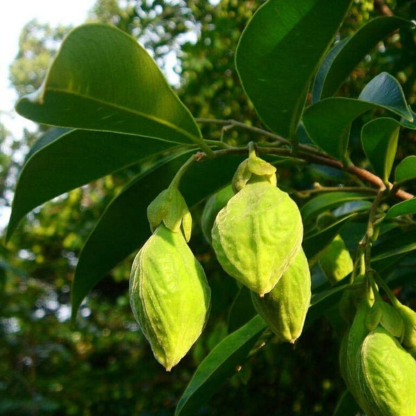 Agarwood Tree - Aquilaria malaccensis Tree Plant