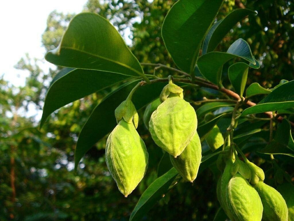 Agarwood Tree - Aquilaria malaccensis Tree Plant