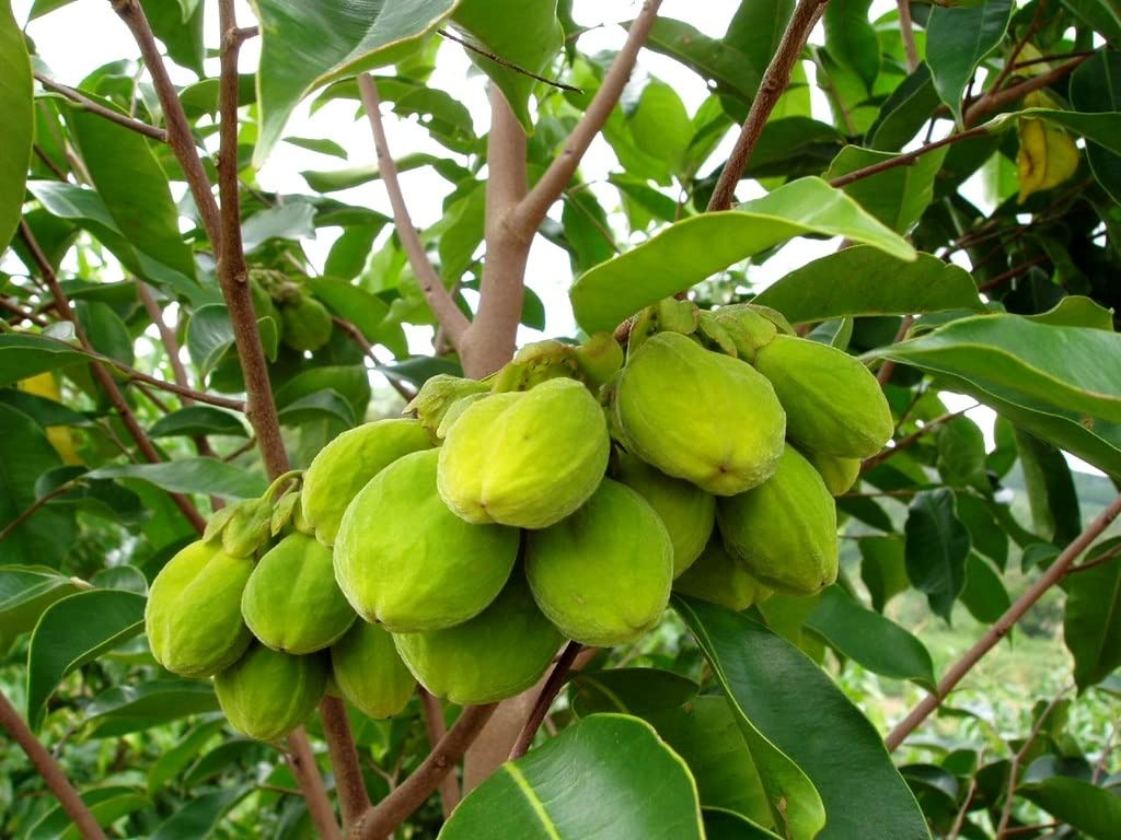 Agarwood Tree - Aquilaria malaccensis Tree Plant