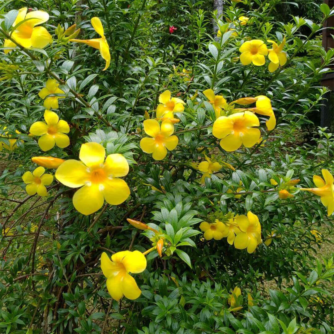 Allamanda Flower - Golden Dwarf - Flower Plant