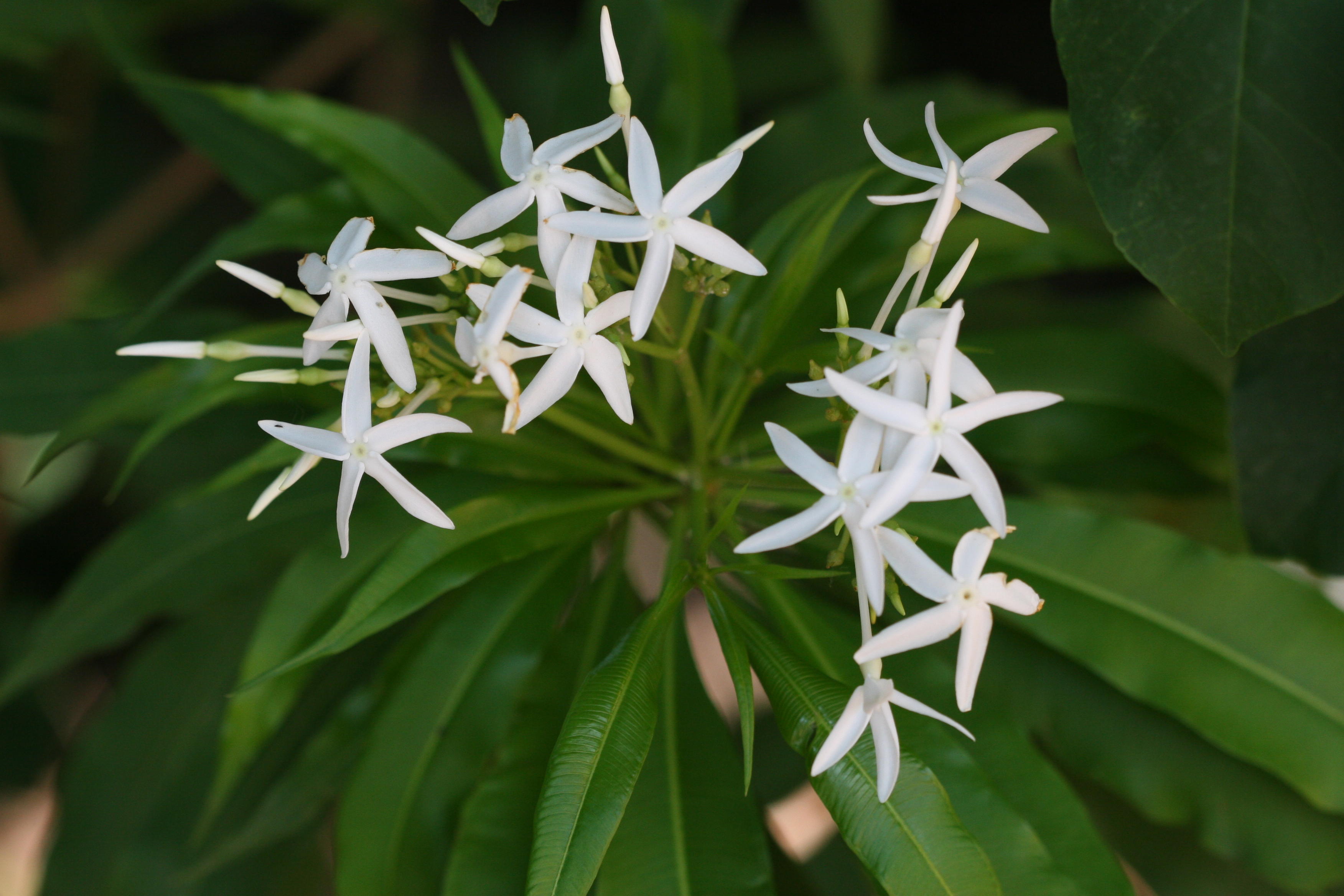 Analivegam ( Alstonia venenata ) Medicinal Plant