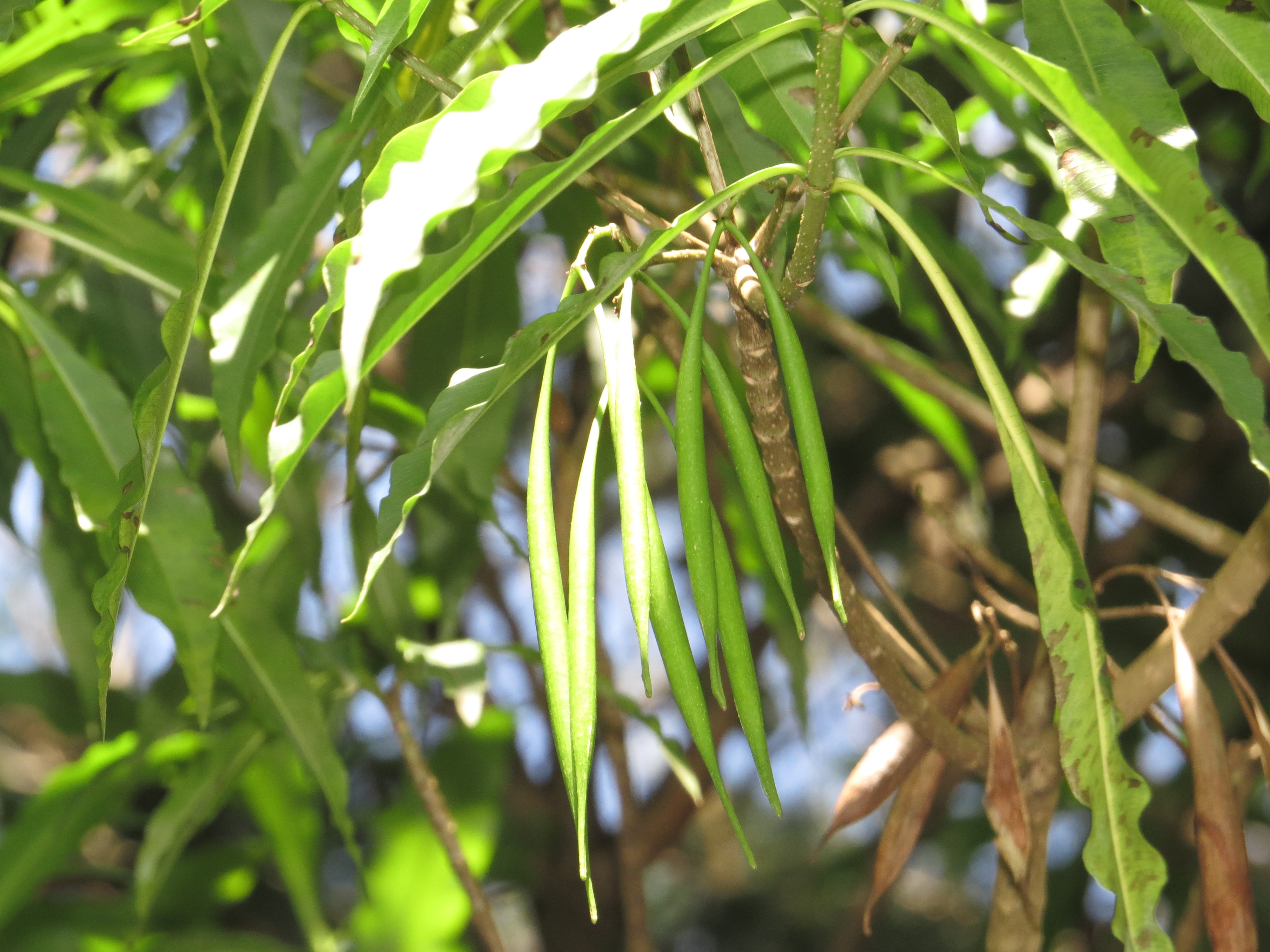 Analivegam ( Alstonia venenata ) Medicinal Plant