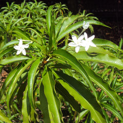 Analivegam ( Alstonia venenata ) Medicinal Plant