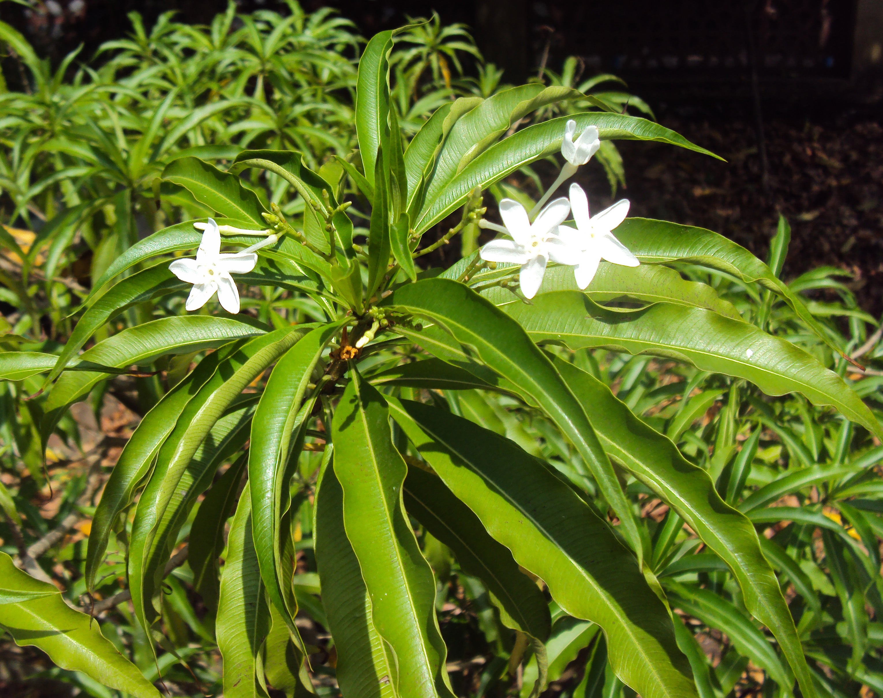 Analivegam ( Alstonia venenata ) Medicinal Plant