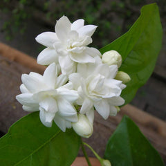 Arabian Double Jasmine Flower Plant