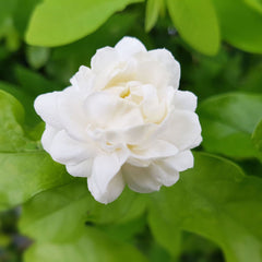 Arabian Double Jasmine Flower Plant