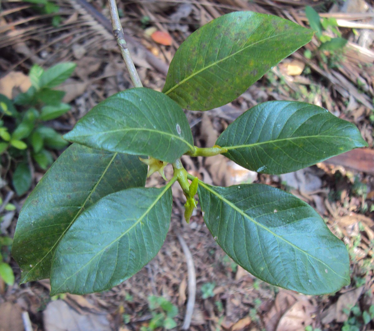 Asafoetida Hing Spice Plant