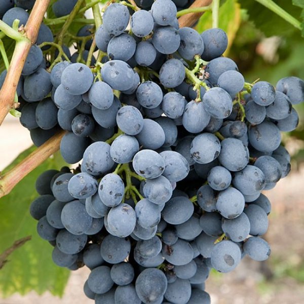 Hybrid Grape - Autumn Royal Grape Vine Fruit Plant