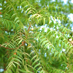 Neem ( Azadirachta indica ) Medicinal Plant