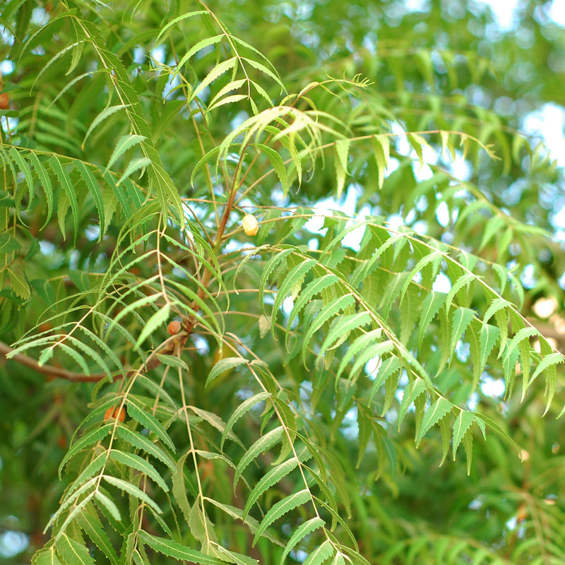 Neem ( Azadirachta indica ) Medicinal Plant