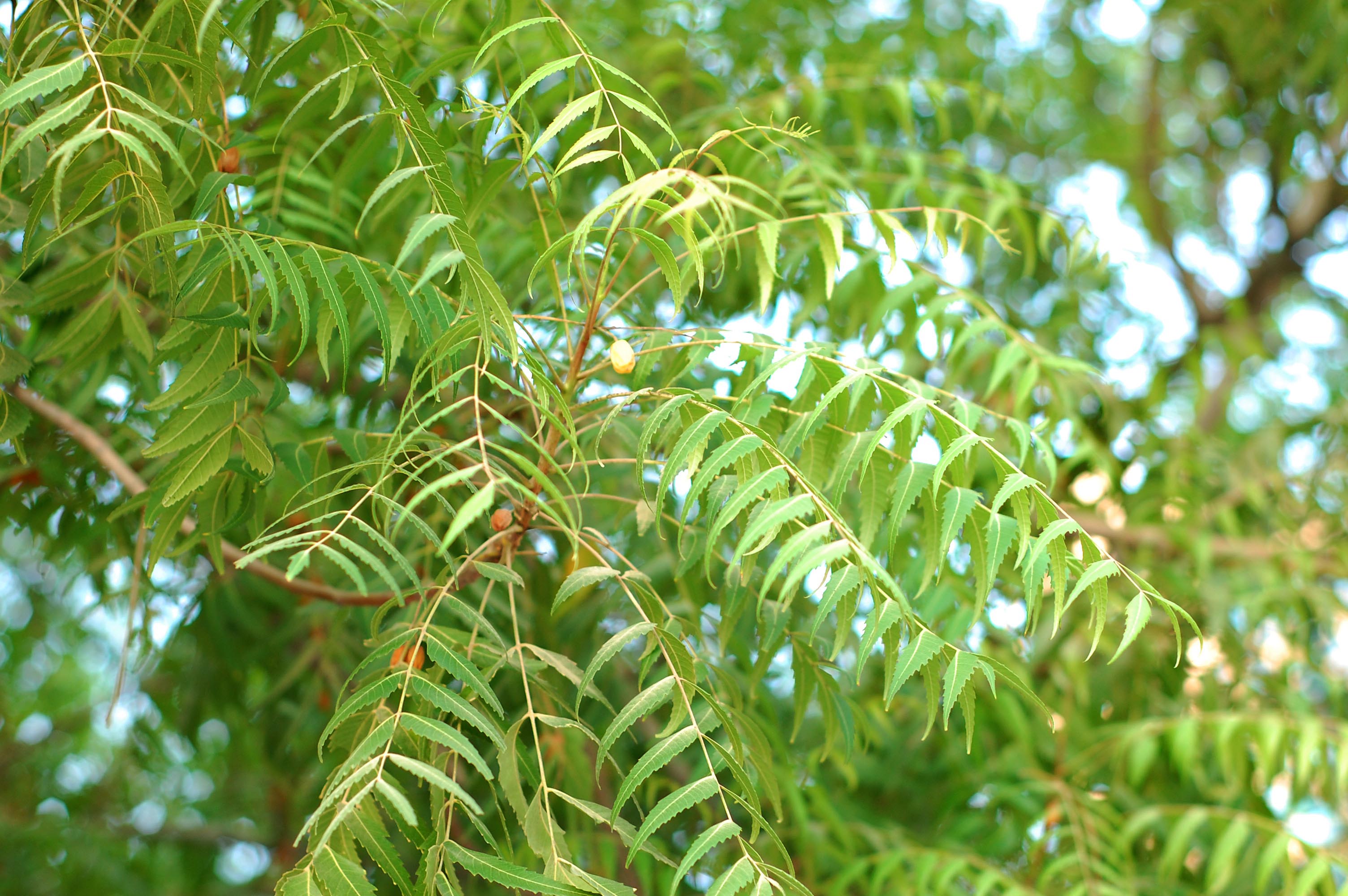 Neem ( Azadirachta indica ) Medicinal Plant