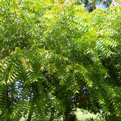 Neem ( Azadirachta indica ) Medicinal Plant