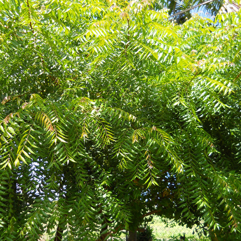 Neem ( Azadirachta indica ) Medicinal Plant