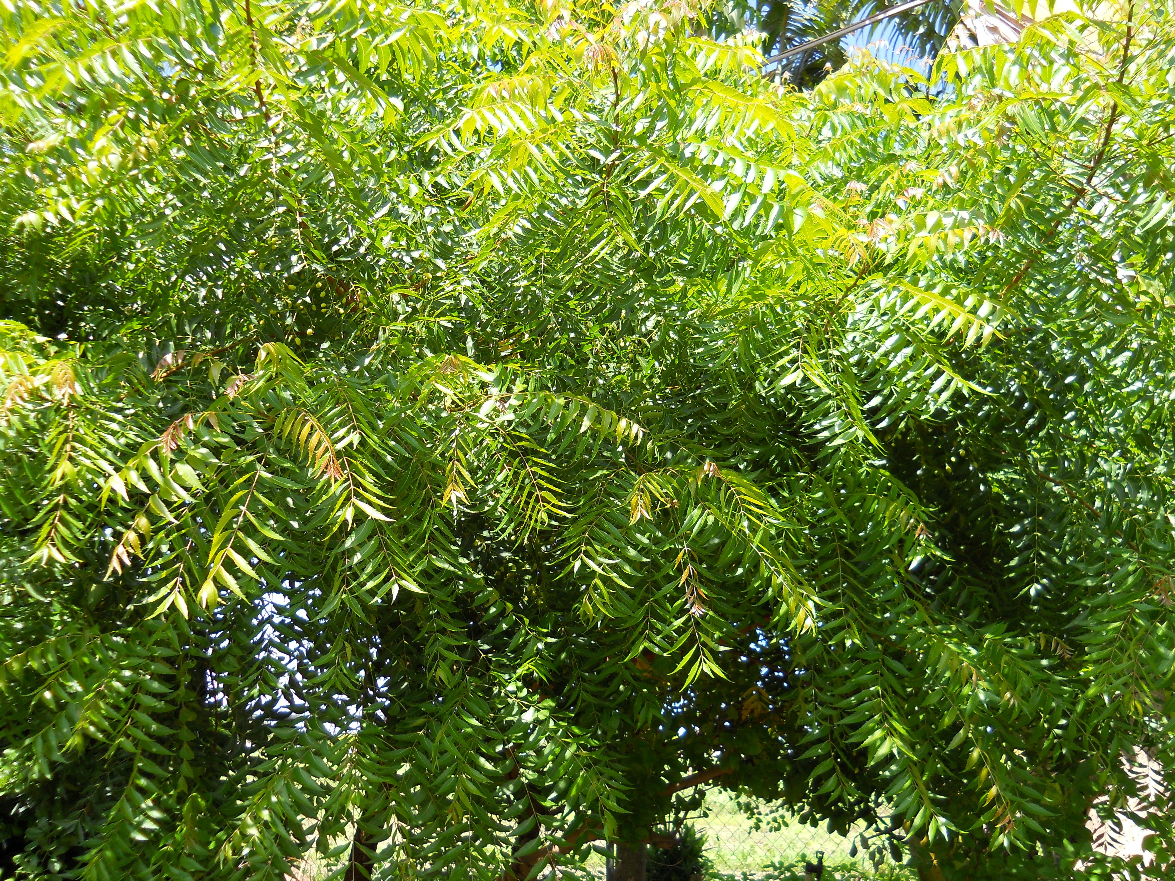 Neem ( Azadirachta indica ) Medicinal Plant