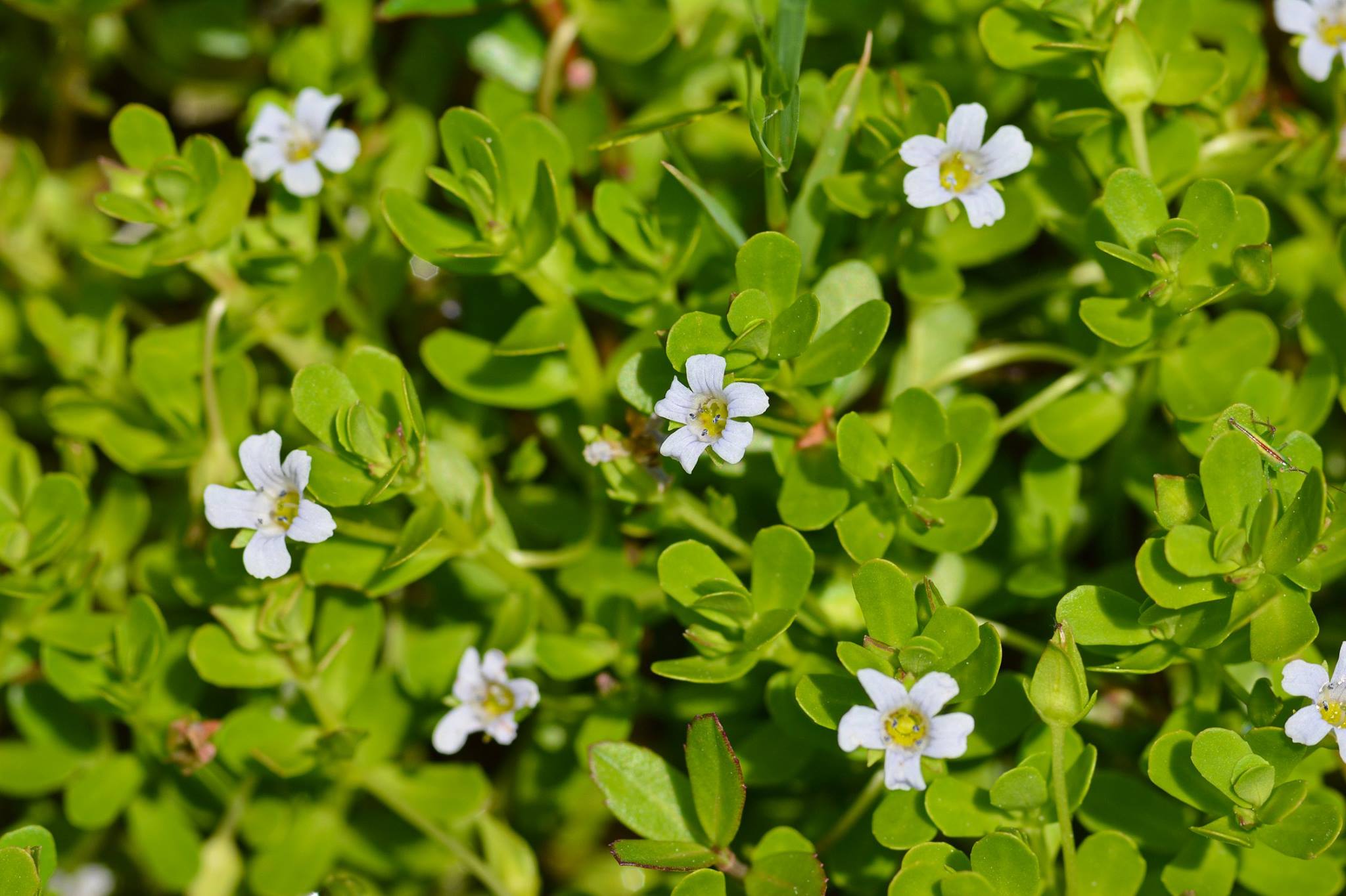 Brahmi ( Bacopa monnieri ) Medicinal Plant