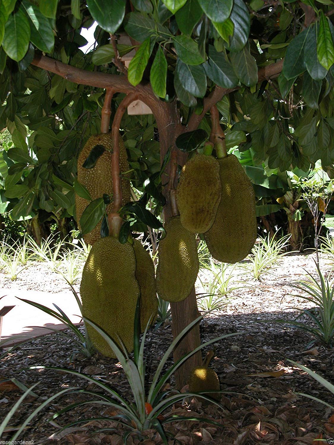 Hybrid Jackfruit - Black Gold Jackfruit Exotic Fruit Plant