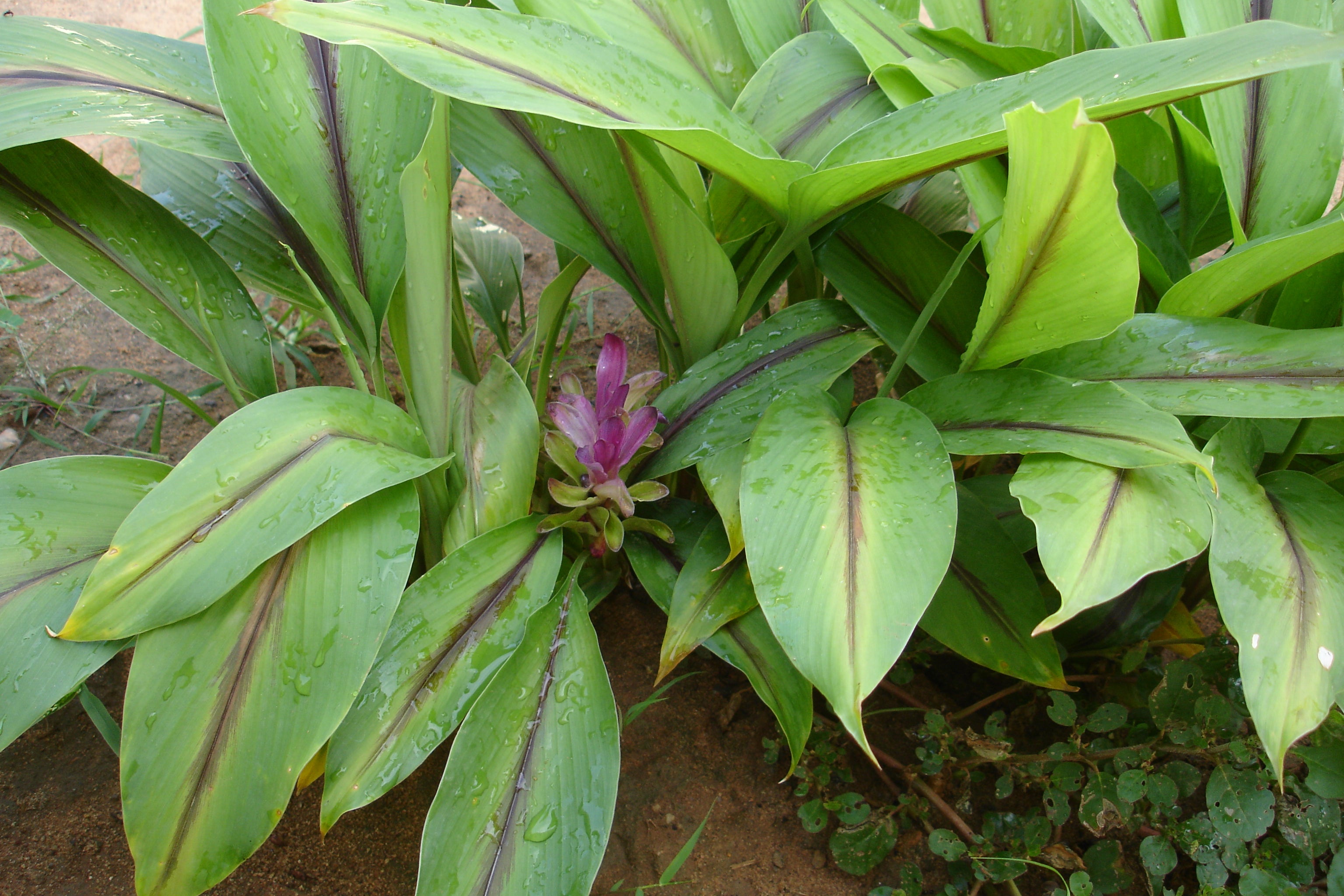 Black Turmeric ( Curcuma caesia ) Medicinal Plant