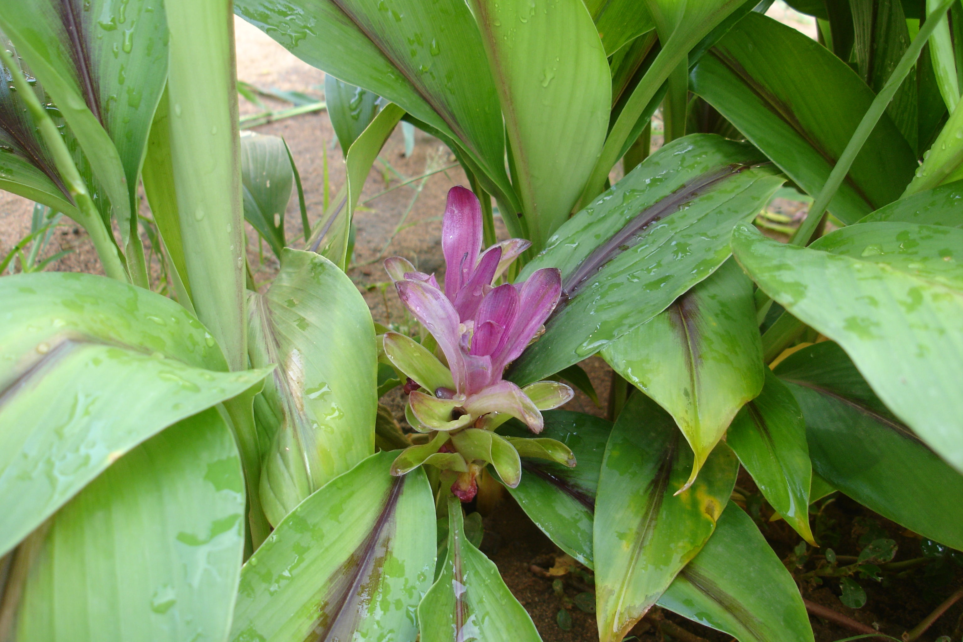 Black Turmeric ( Curcuma caesia ) Medicinal Plant