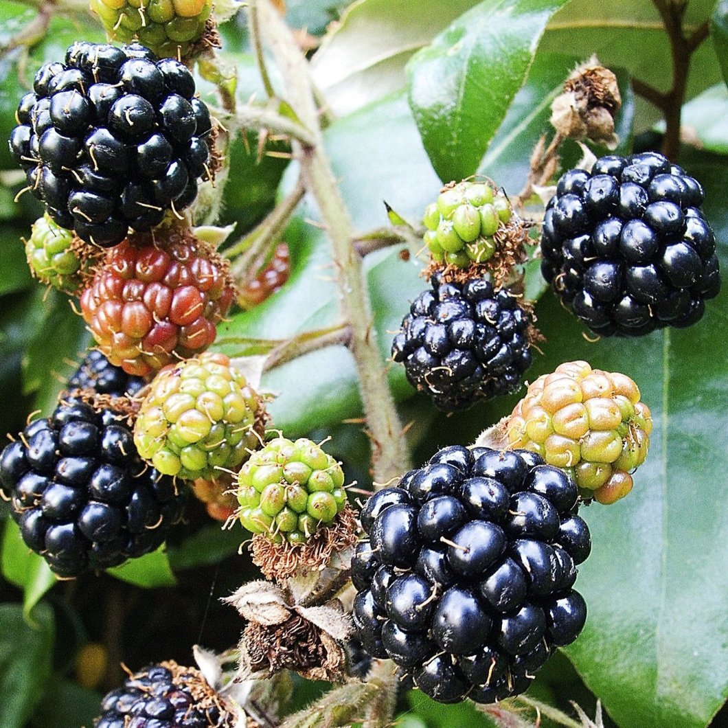 Blackberry - Rubus fruticosus Fruit Plant