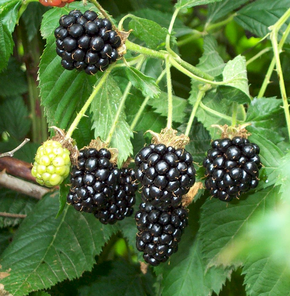 Blackberry - Rubus fruticosus Fruit Plant