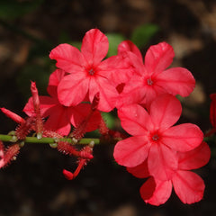 Chethi Koduveli ( Plumbago indica ) Medicinal Plant