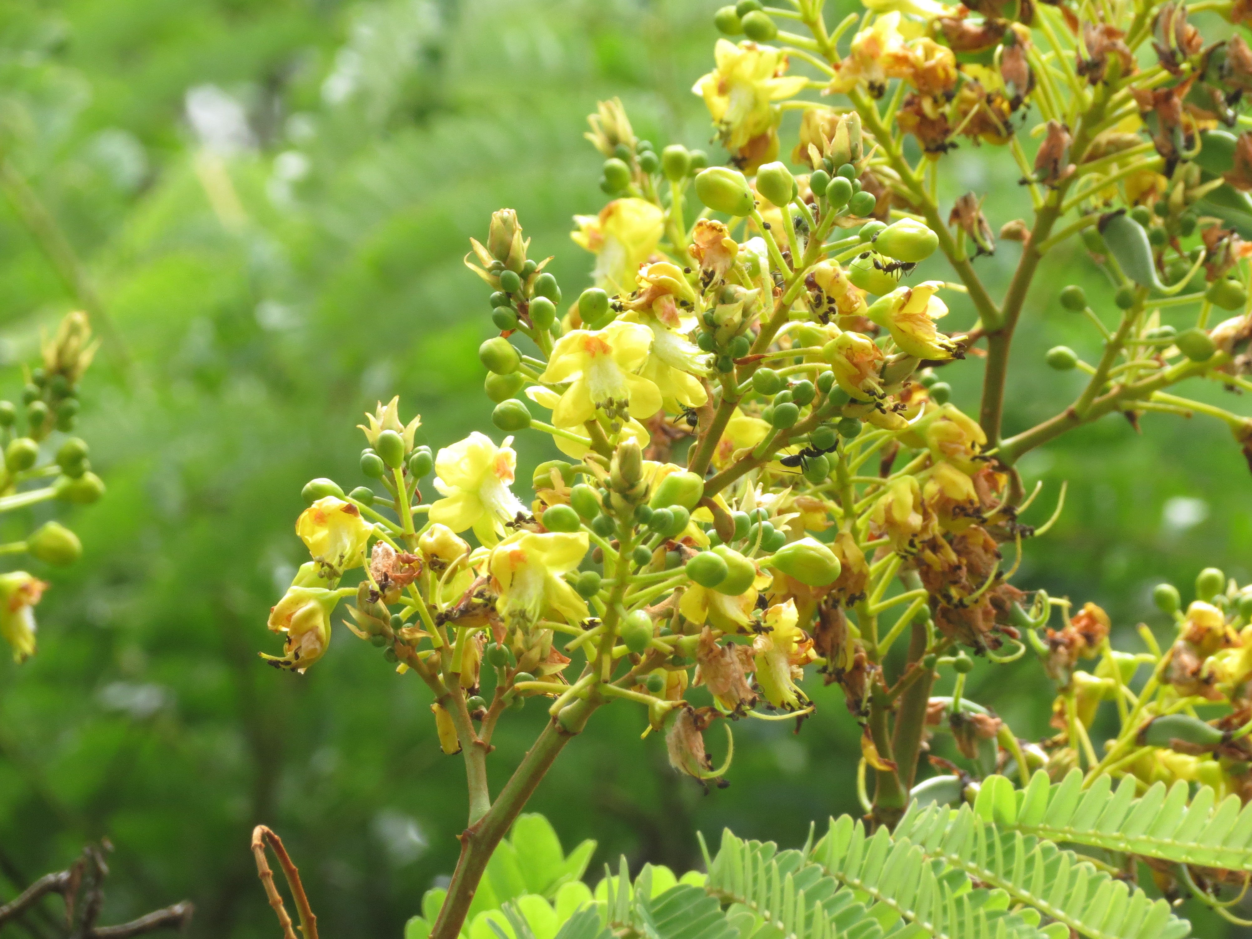 Pathimukam ( Biancaea sappan ) Medicinal Plant