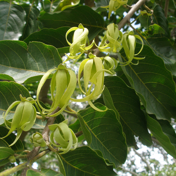 Langi Langi - Cananga odorata Ylang Ylang Flower Plant