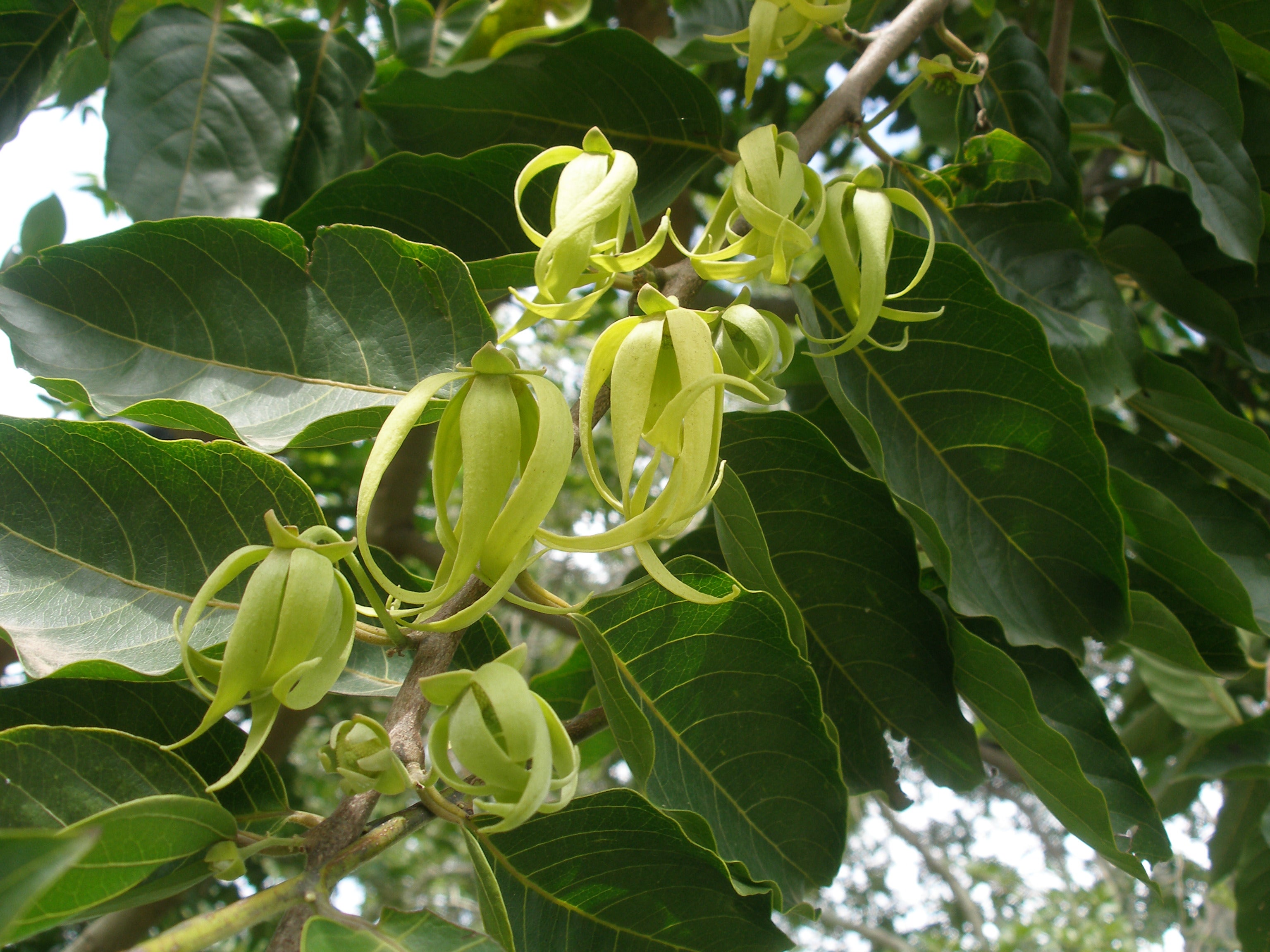 Langi Langi - Cananga odorata Ylang Ylang Flower Plant