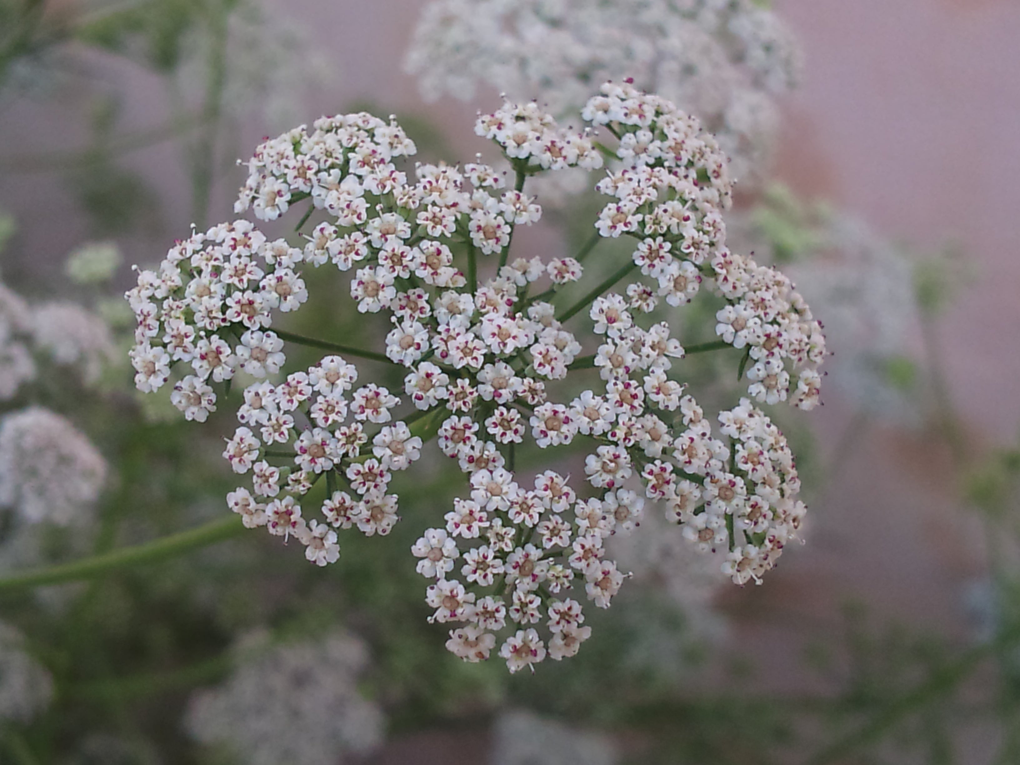 Ajwain / Ayamodhakam ( Trachyspermum ammi ) Medicinal Plant