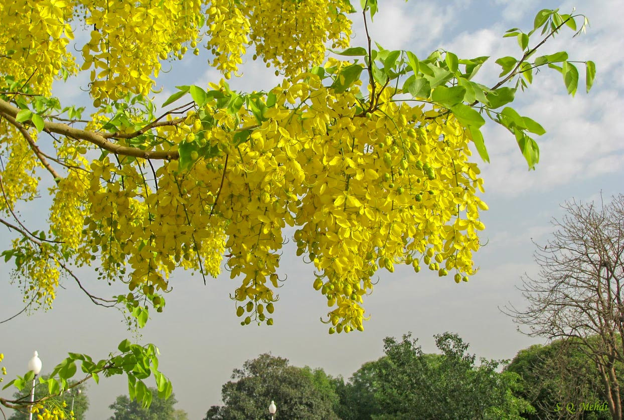 Golden Shower - Cassia fistula Tree Plant