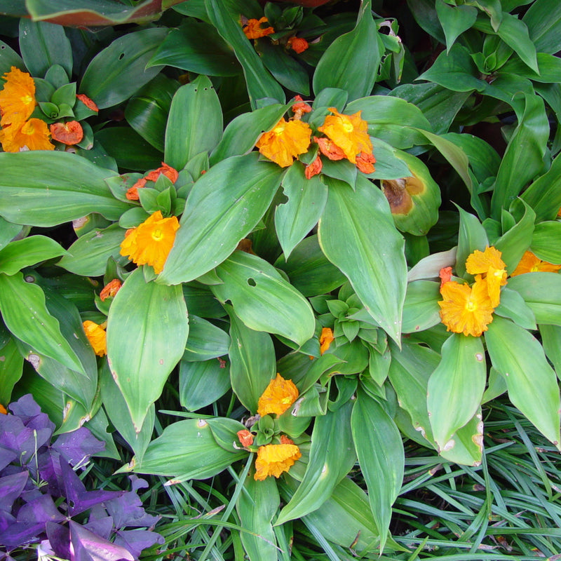 Insulin Plant ( Costus igneus ) Medicinal Plant